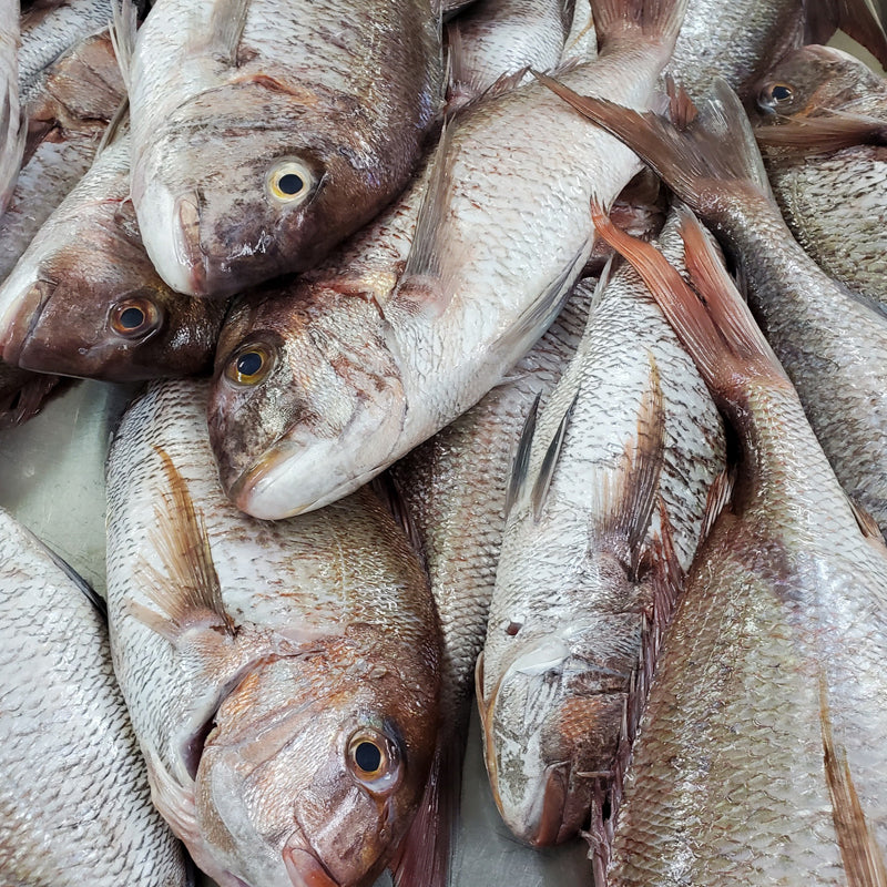 とれたて鮮魚