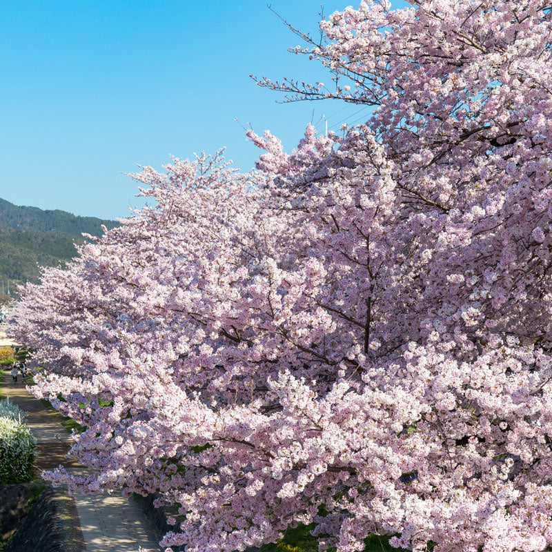 採れたて桜はちみつ 京百花 サクラ 120g/株式会社ORG