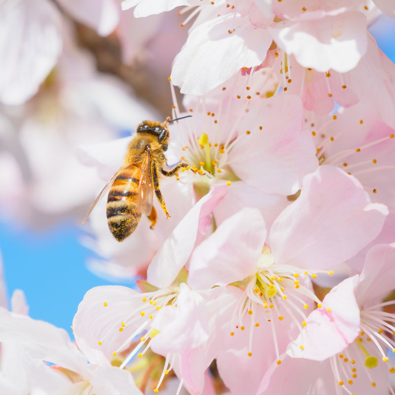 テロワールハニー「京百花・サクラ」ギフトセット/株式会社ORG
