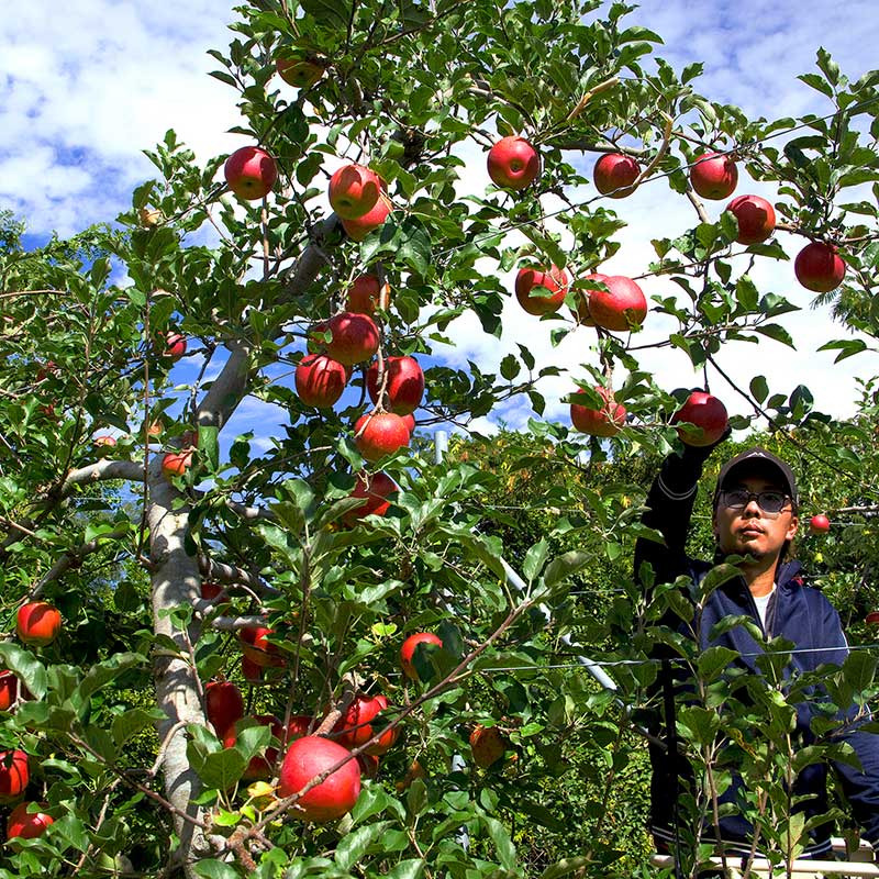 真田REDアップルジュース瓶2本入り/まちづくり上田株式会社