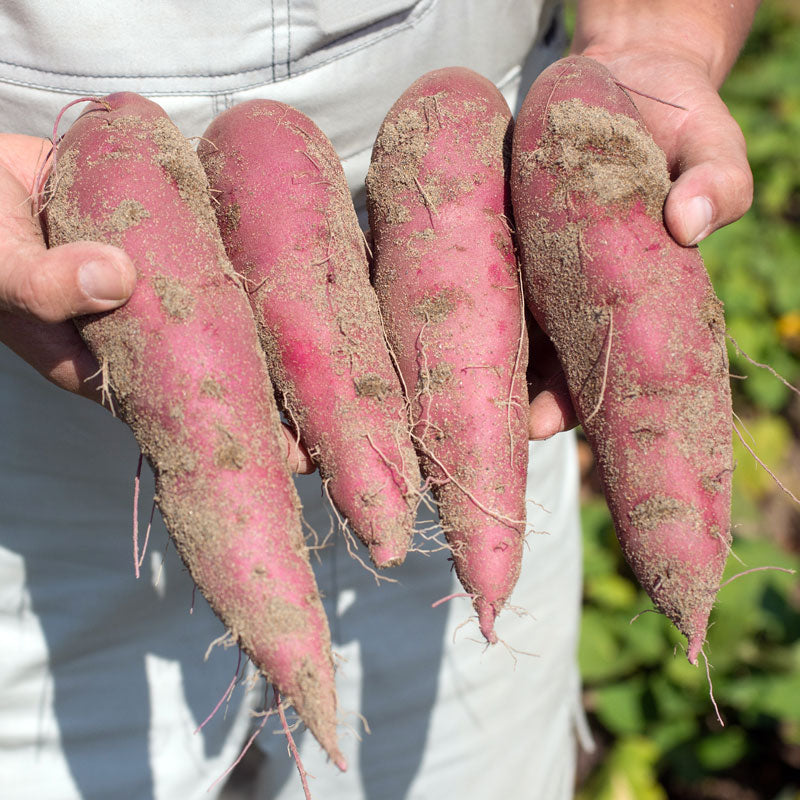 かわにの焼き芋セット/かわに