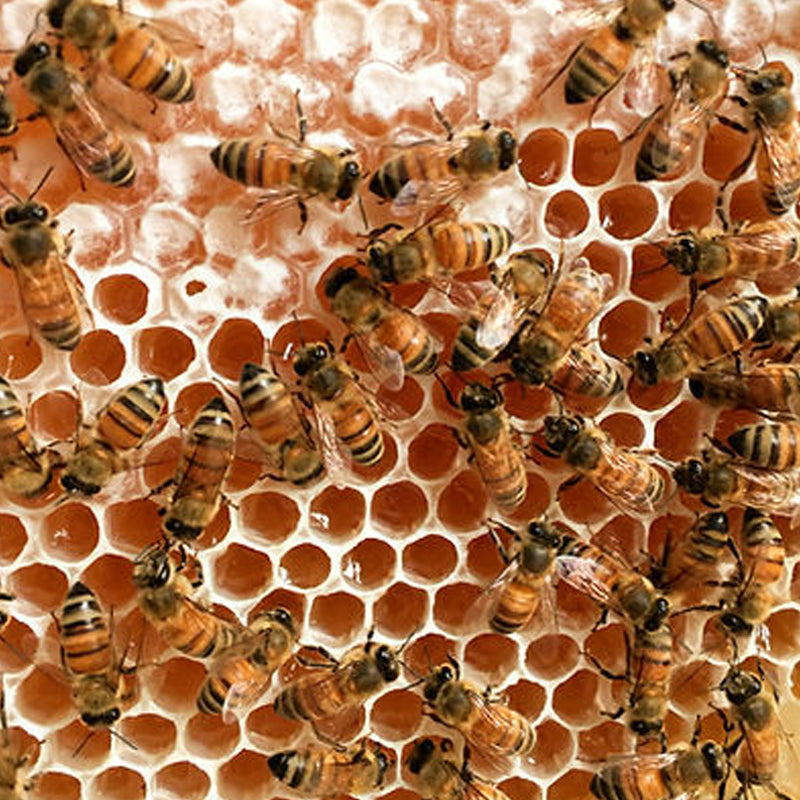 蜂の巣
